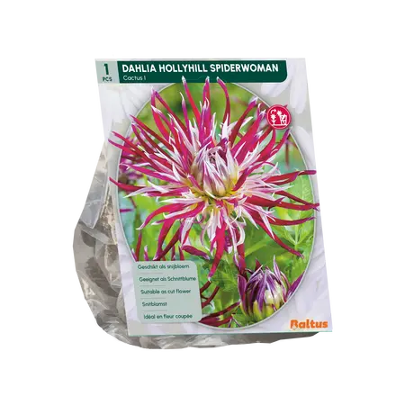 Dahlia Cactus Hollyhill Spiderwoman per 1