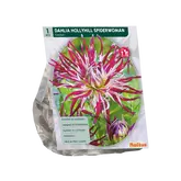 Dahlia Cactus Hollyhill Spiderwoman per 1
