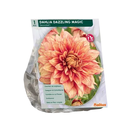 Dahlia Decoratief Dazzling Magic per 1