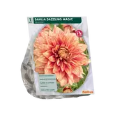 Dahlia Decoratief Dazzling Magic per 1