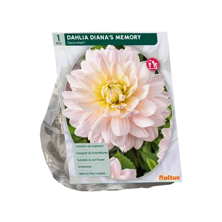 Dahlia Decoratief Diana's Memory per 1