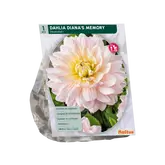 Dahlia Decoratief Diana's Memory per 1