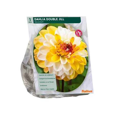 Dahlia Decoratief Double Jill per 1