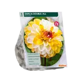 Dahlia Decoratief Double Jill per 1