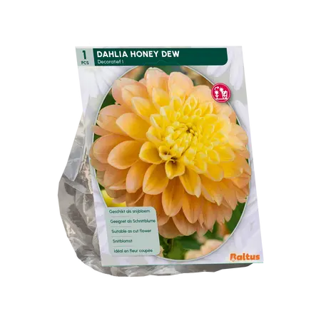 Dahlia Decoratief Honey Dew per 1