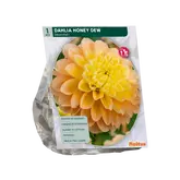 Dahlia Decoratief Honey Dew per 1