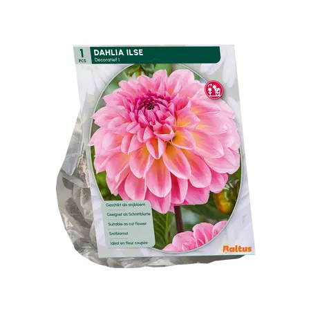 Dahlia Decoratief Ilse per 1