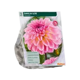 Dahlia Decoratief Ilse per 1