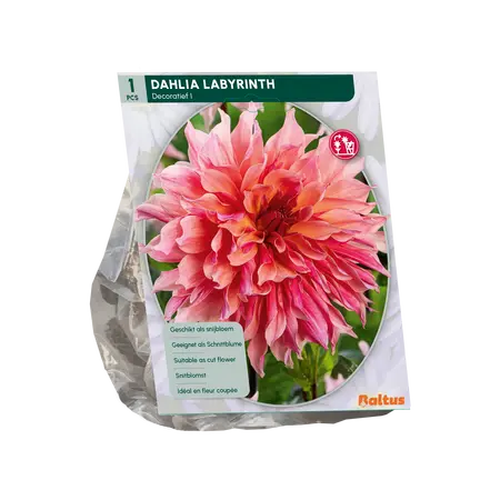 Dahlia Decoratief Labyrinth per 1