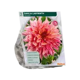 Dahlia Decoratief Labyrinth per 1