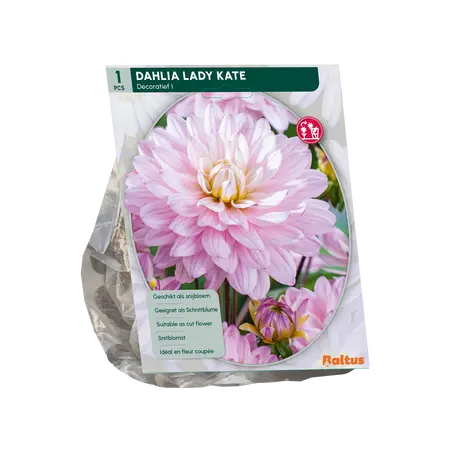 Dahlia Decoratief Lady Kate per 1