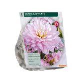 Dahlia Decoratief Lady Kate per 1