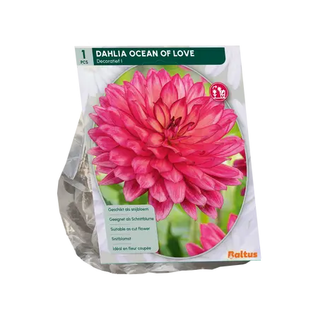 Dahlia Decoratief Ocean of Love per 1