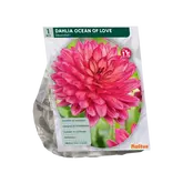 Dahlia Decoratief Ocean of Love per 1