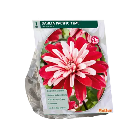 Dahlia Decoratief Pacific Time per 1