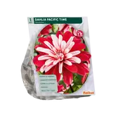 Dahlia Decoratief Pacific Time per 1