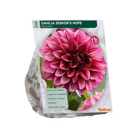 Dahlia Decoratief Senior's Hope per 1