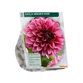 Dahlia Decoratief Senior's Hope per 1