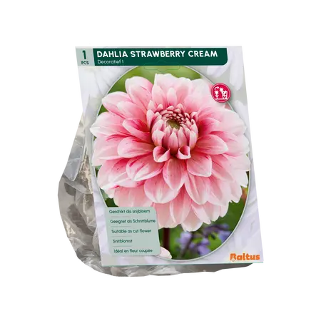 Dahlia Decoratief Strawberry Cream per 1