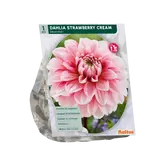 Dahlia Decoratief Strawberry Cream per 1
