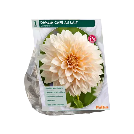 Dahlia Dinnerplate Café au Lait per 1