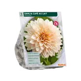 Dahlia Dinnerplate Café au Lait per 1