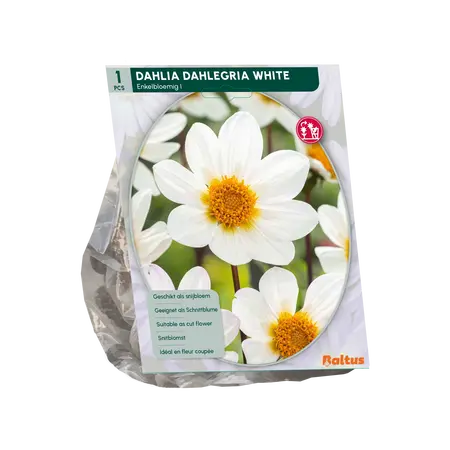 Dahlia Enkelbloemig Dahlegria White per 1