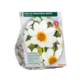 Dahlia Enkelbloemig Dahlegria White per 1