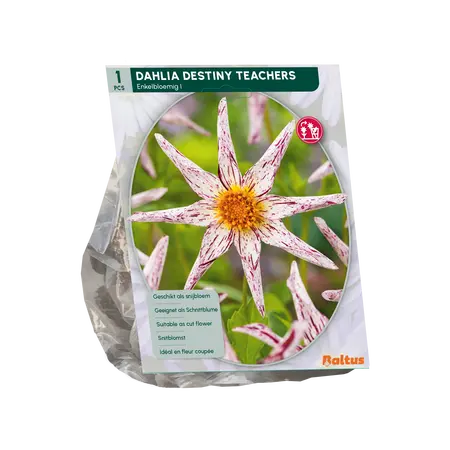 Dahlia Enkelbloemig Destiny Teachers per 1