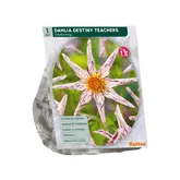 Dahlia Enkelbloemig Destiny Teachers per 1