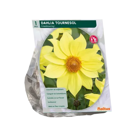 Dahlia Enkelbloemig Tournesol per 1