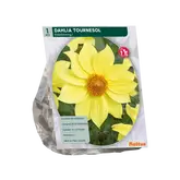 Dahlia Enkelbloemig Tournesol per 1