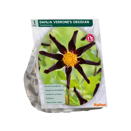 Dahlia Enkelbloemig Verrone's Obsidian per 1