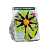 Dahlia Enkelbloemig Verrone's Obsidian per 1