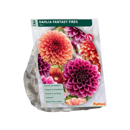 Dahlia Fantasy Fires per 2