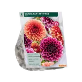 Dahlia Fantasy Fires per 2