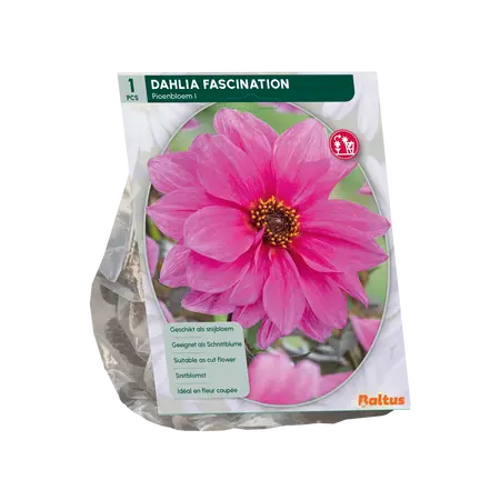 Dahlia Fascination per 1