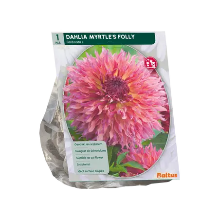 Dahlia Fimbriata Myrtle's Folly per 1