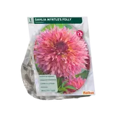 Dahlia Fimbriata Myrtle's Folly per 1