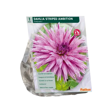 Dahlia Fimbriata Striped Ambition per 1
