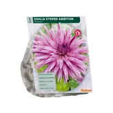 Dahlia Fimbriata Striped Ambition per 1