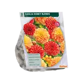 Dahlia Honey Blends per 2