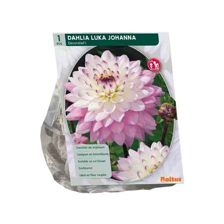 Dahlia Luka Johanna per 1