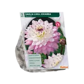 Dahlia Luka Johanna per 1