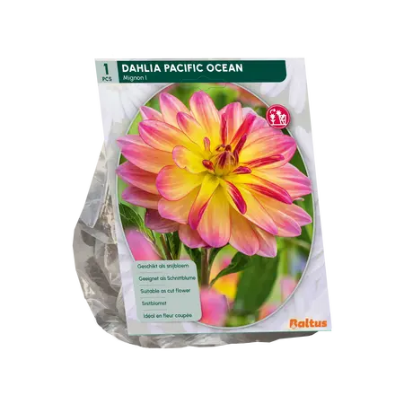 Dahlia Mignon Pacific Ocean per 1