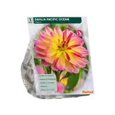Dahlia Mignon Pacific Ocean per 1