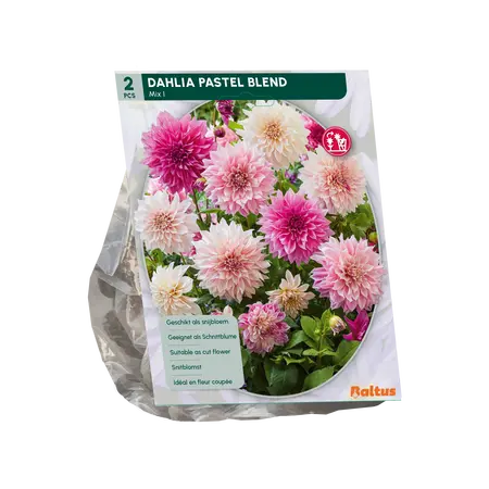 Dahlia Pastel Blend per 2