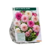 Dahlia Pastel Blend per 2