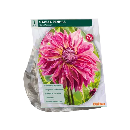 Dahlia Penhill Dark Monarch per 1