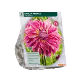 Dahlia Penhill Dark Monarch per 1